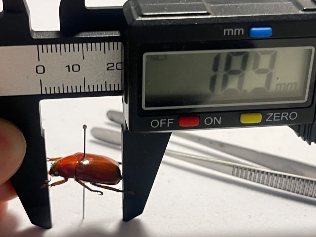 【奥行真紅】クリスマスビートル 標本オーストラリア産 プラチナコガネ カナブン