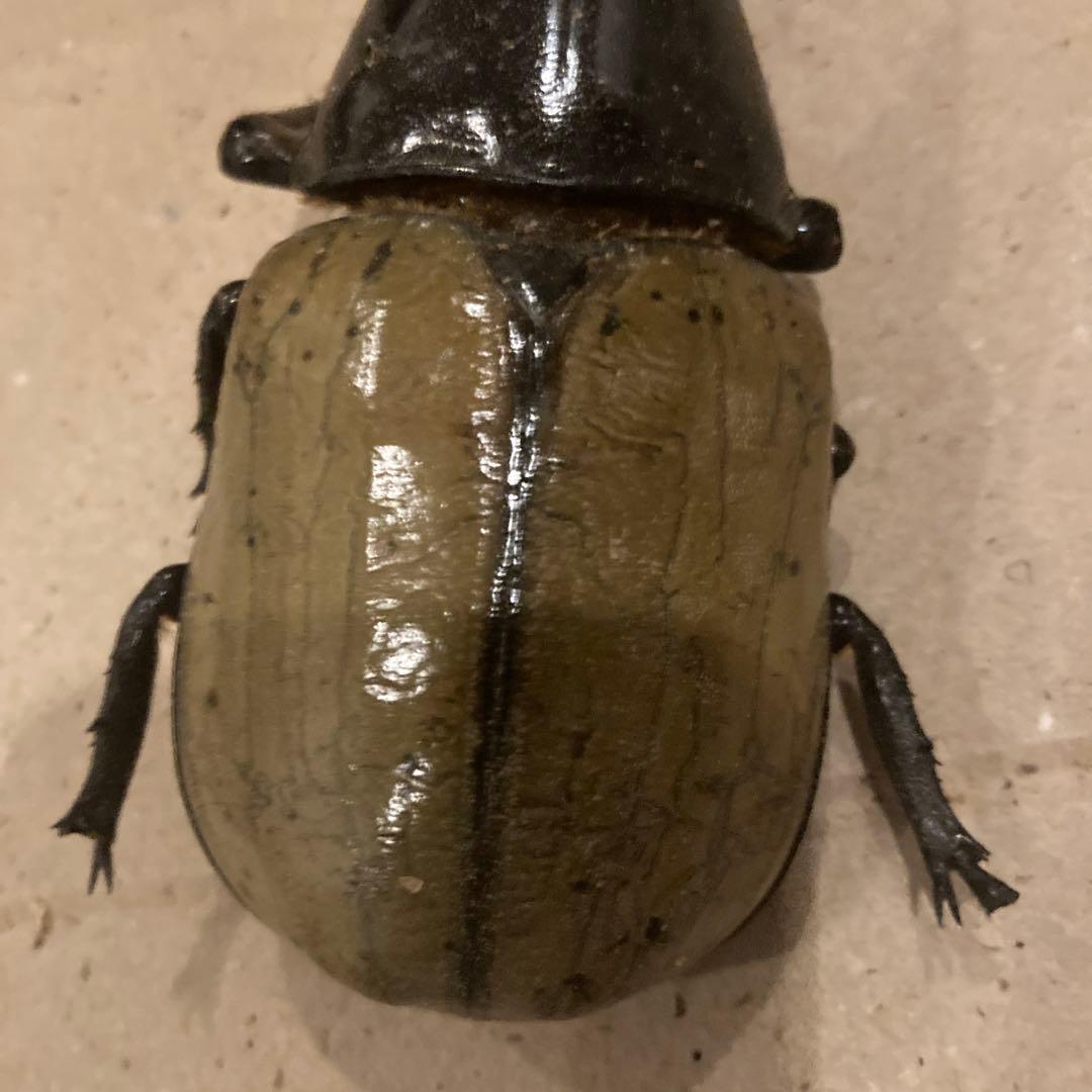 ☆4.乾燥標本ヘラクレスオス163㍉