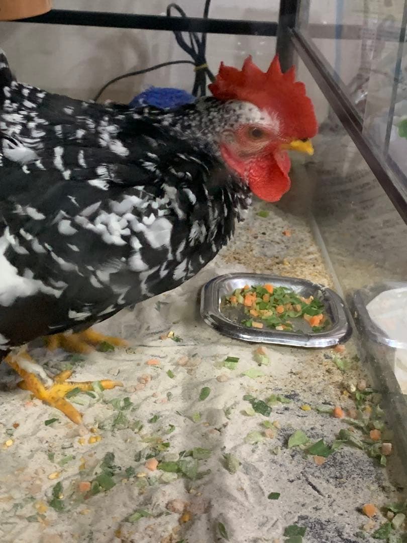 リトルママ　孵卵器