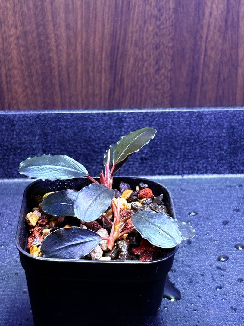 ブセファランドラ　ティアブルー