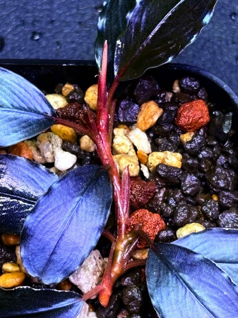 ブセファランドラ　ティアブルー