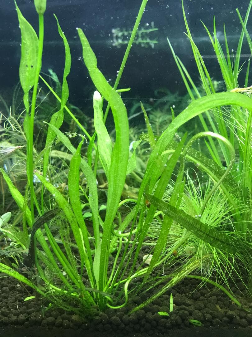 ☆ 美種！ 極珍種！ アマゾン　オテリア　アラグアイア川産　1株 ☆