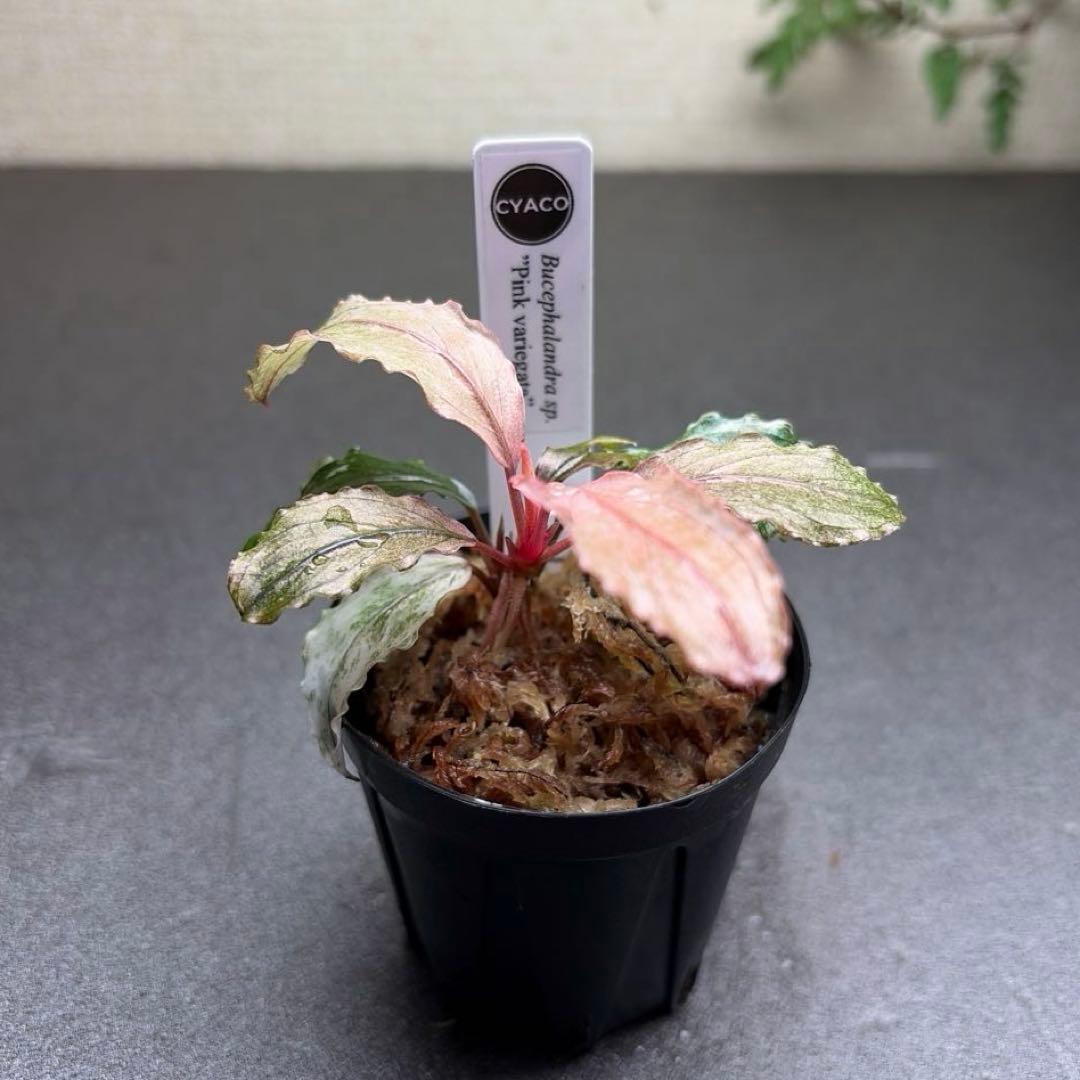 Bucephalandra sp.PinkVariegata ピンクバリエガータ
