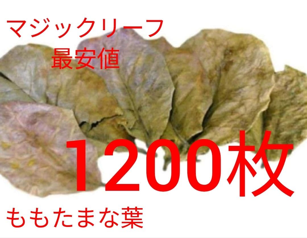 大小様々　無農薬マジックリーフ　天然ももたまな葉　1200　枚