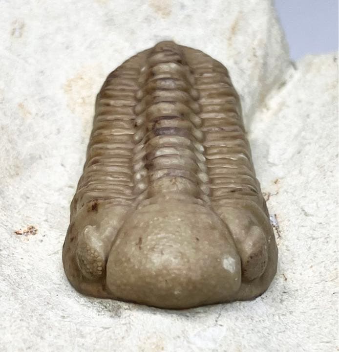 三葉虫　化石　Kainops