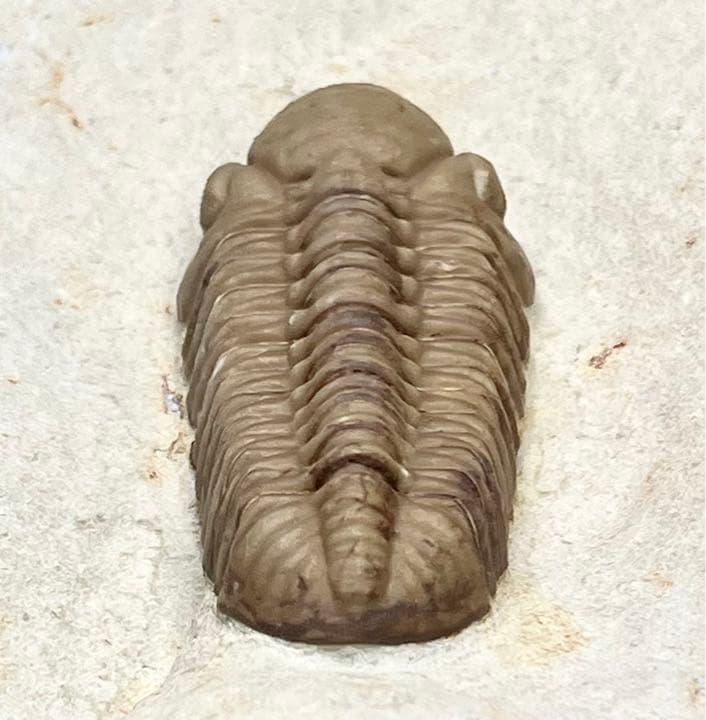 三葉虫　化石　Kainops