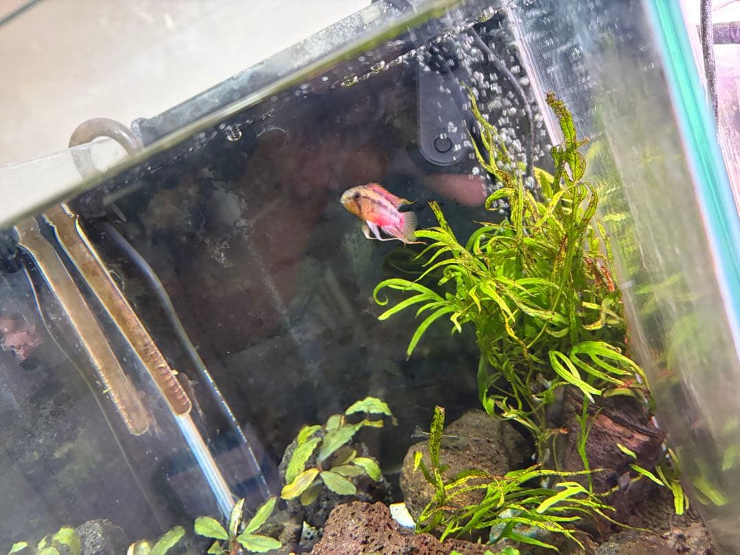 30センチ水槽セット　ADA