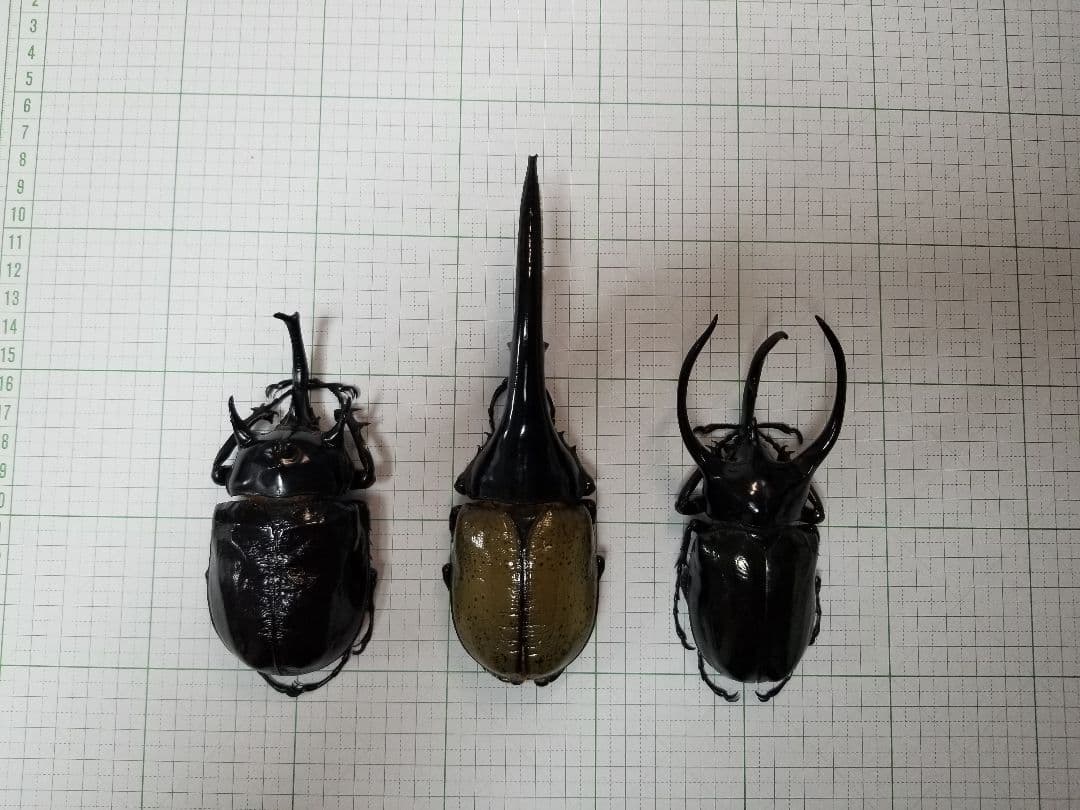 標本　マルスゾウカブト　大型118㎜