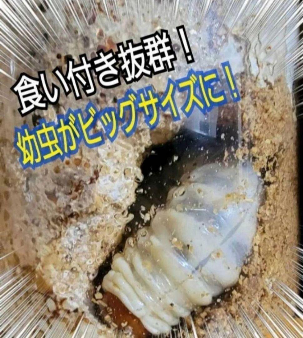 ９本セット！ニジイロクワガタに抜群！黒アワビタケ菌糸瓶　トレハロース、キトサン入