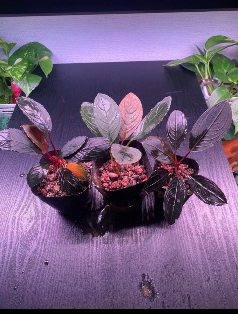 ブセファランドラ