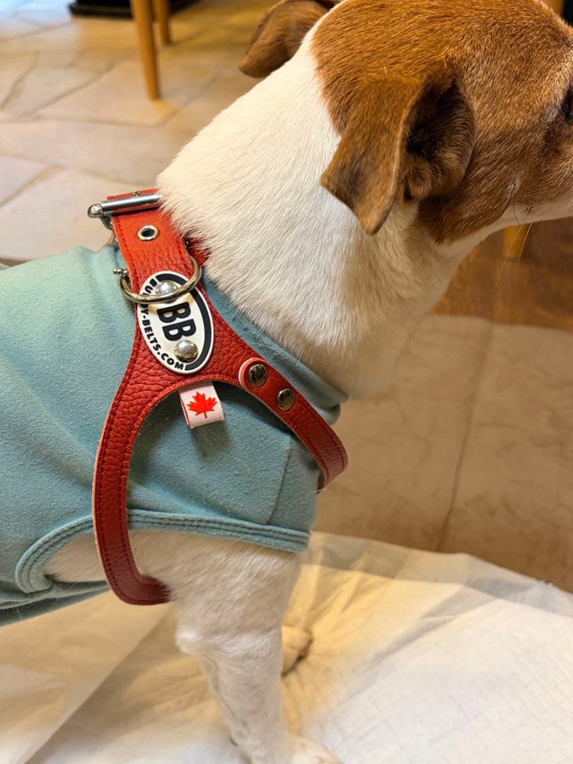 【Buddy Belts】バディベルト ハーネス 6号 レッド 本革 カナダ製