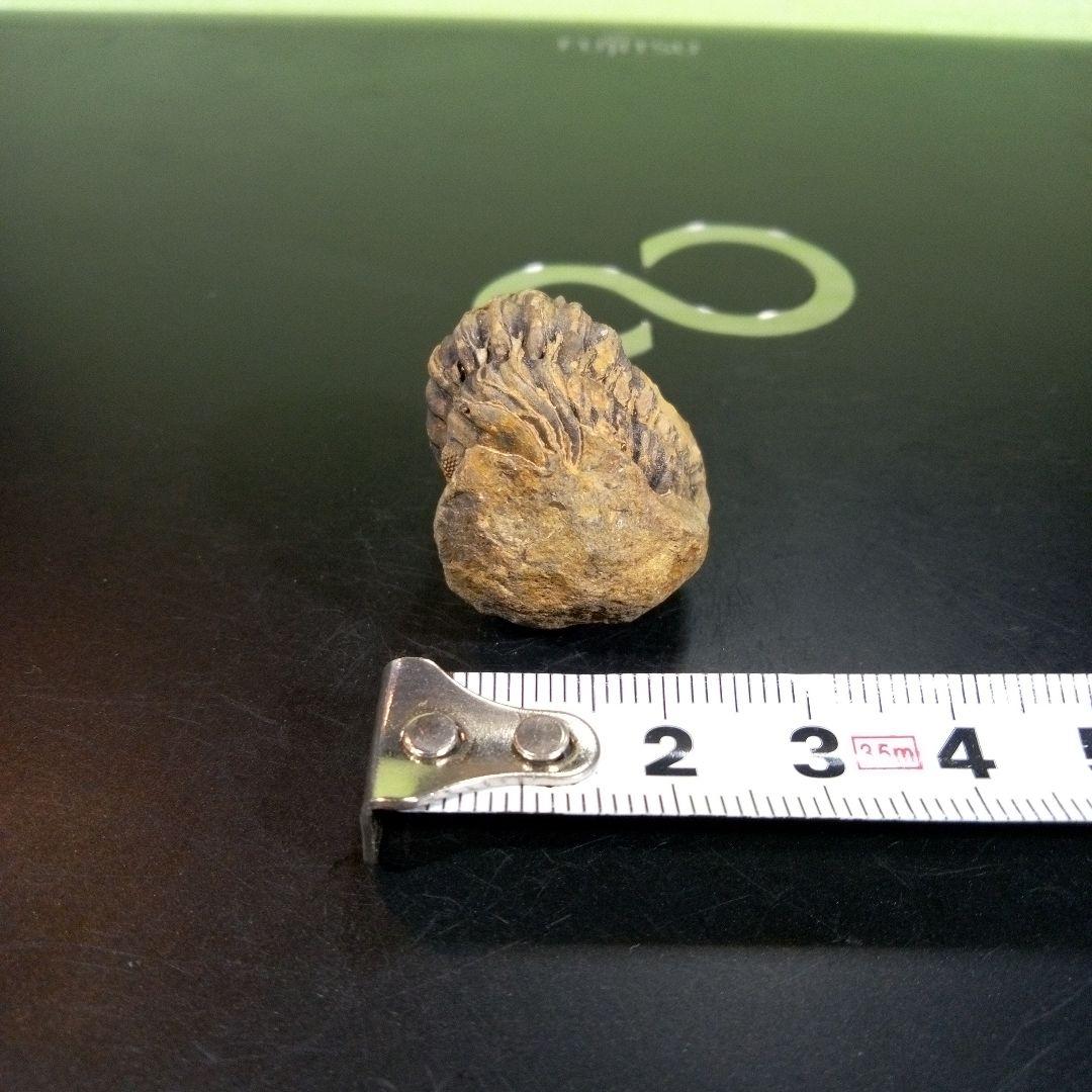 三葉虫　化石　fossil　ボリビア産　トライロバイト　三葉虫個体⑦