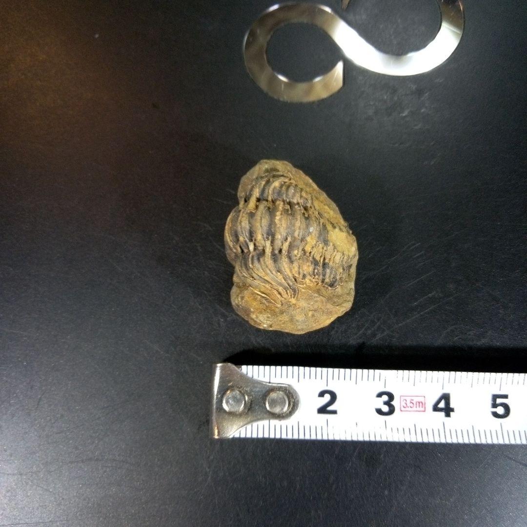 三葉虫　化石　fossil　ボリビア産　トライロバイト　三葉虫個体⑦