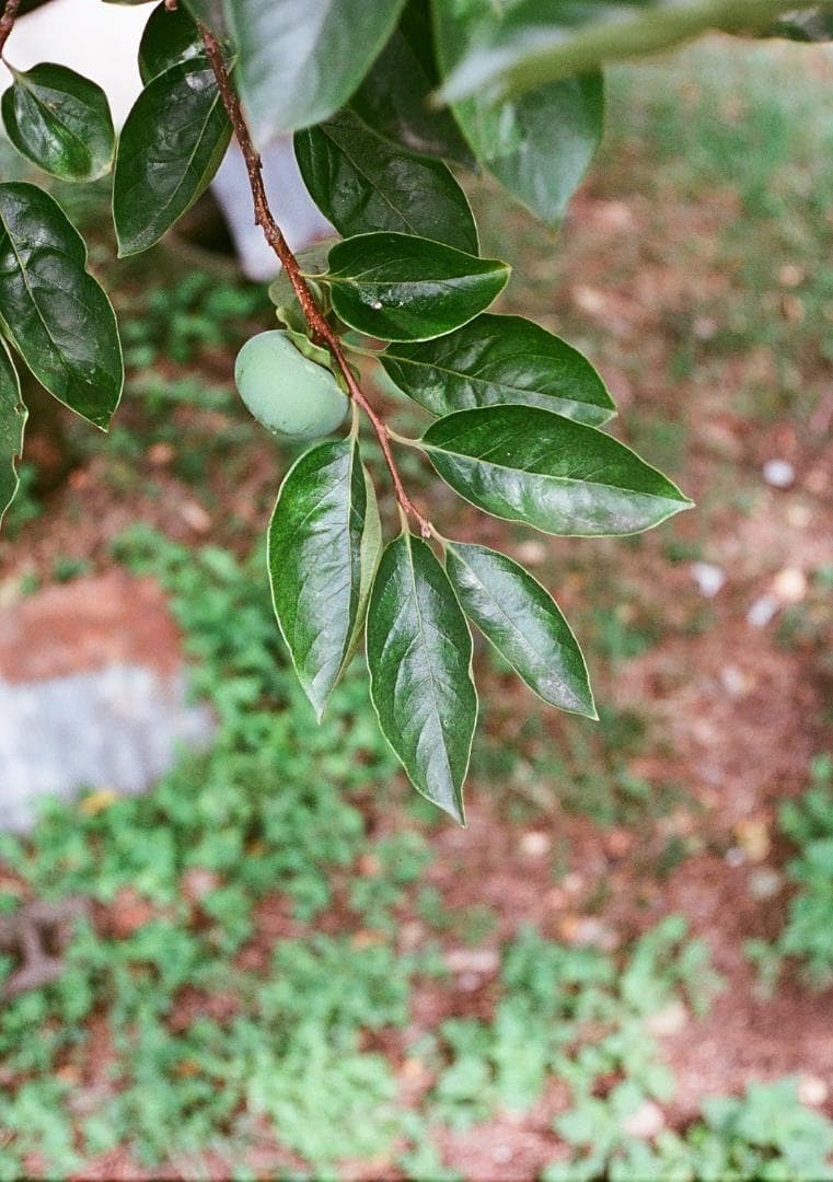 オリンパスペンD2 実写済み OLYMPUS PEN D2