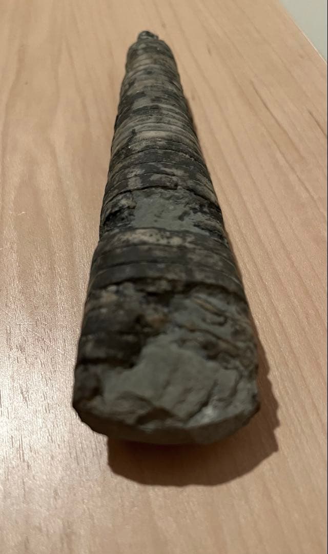 直角貝　化石　希少品