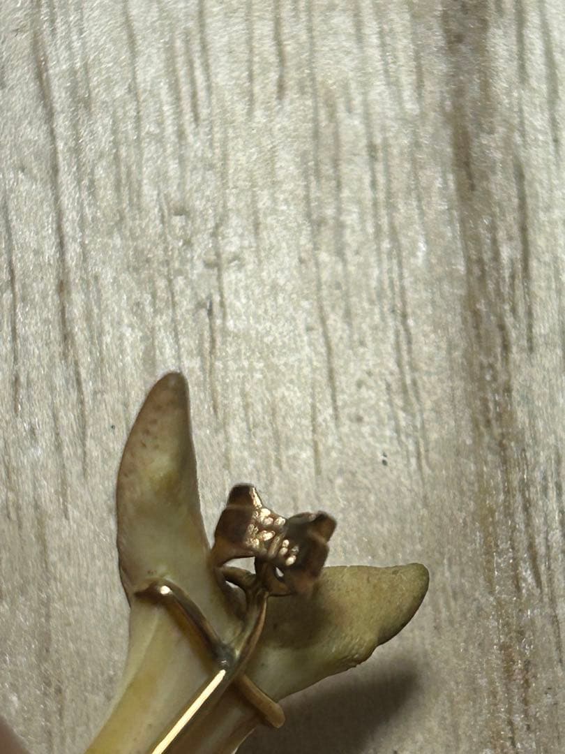 K18天然素材の歯ペンダント ゴールド装飾