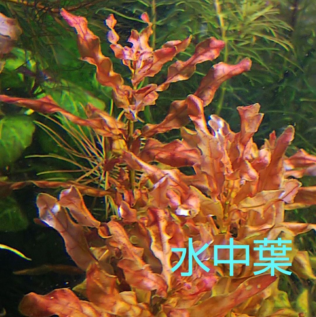 【対応中】 脇芽多数♪ ２０cm ルドウィジア インクリナータ パンタナル♪