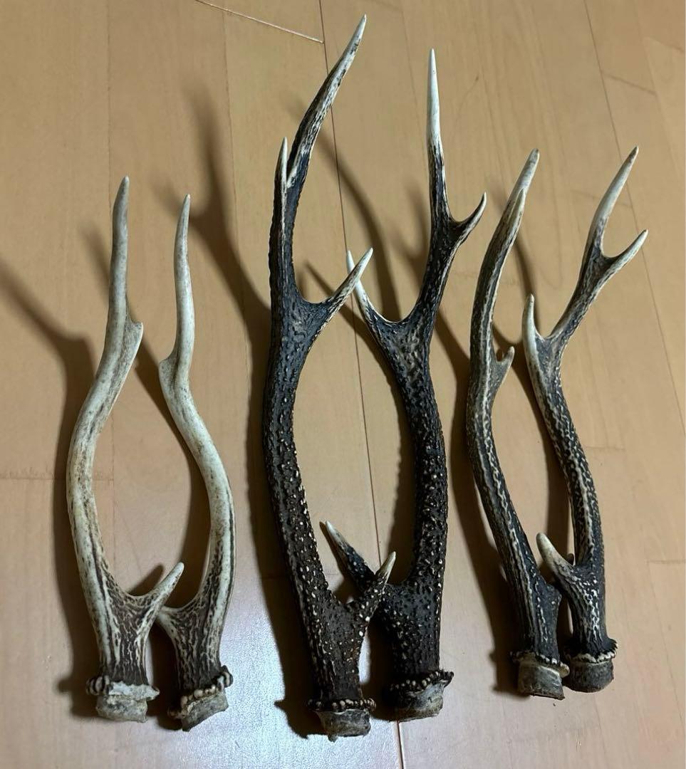 日本鹿　角　三対　6本セット　ニホンジカ　ツノ　まとめ売り　Ｏ