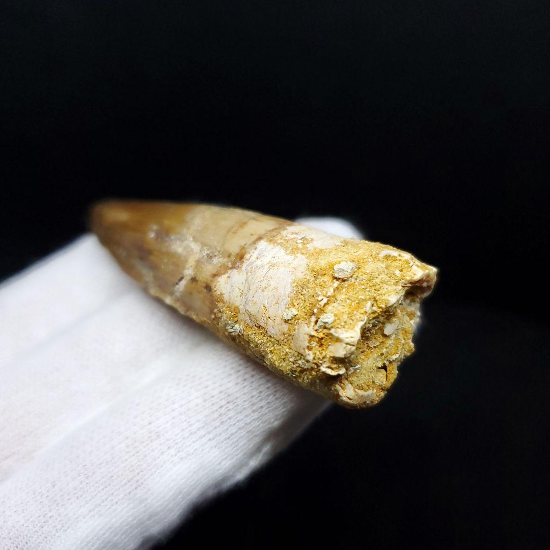 スピノサウルス 本物 モロッコ産 59.64mm ケース付き sp405