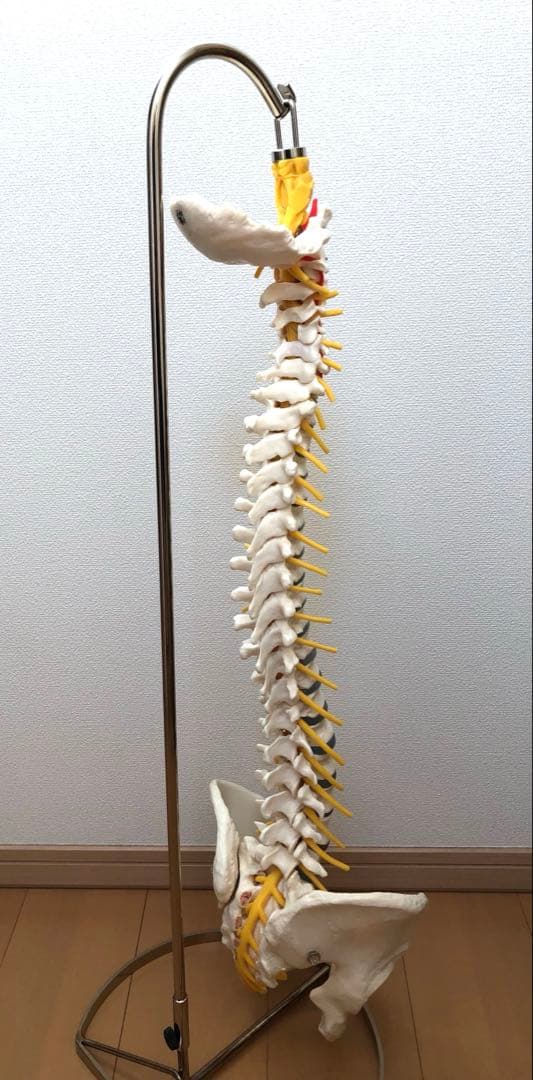 ドイツソムソ社製の脊椎（脊柱）骨格模型、新品未使用品