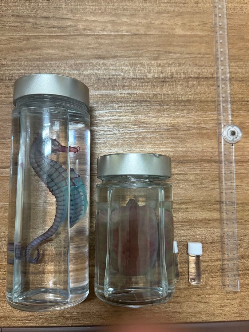 透明標本　4個セット