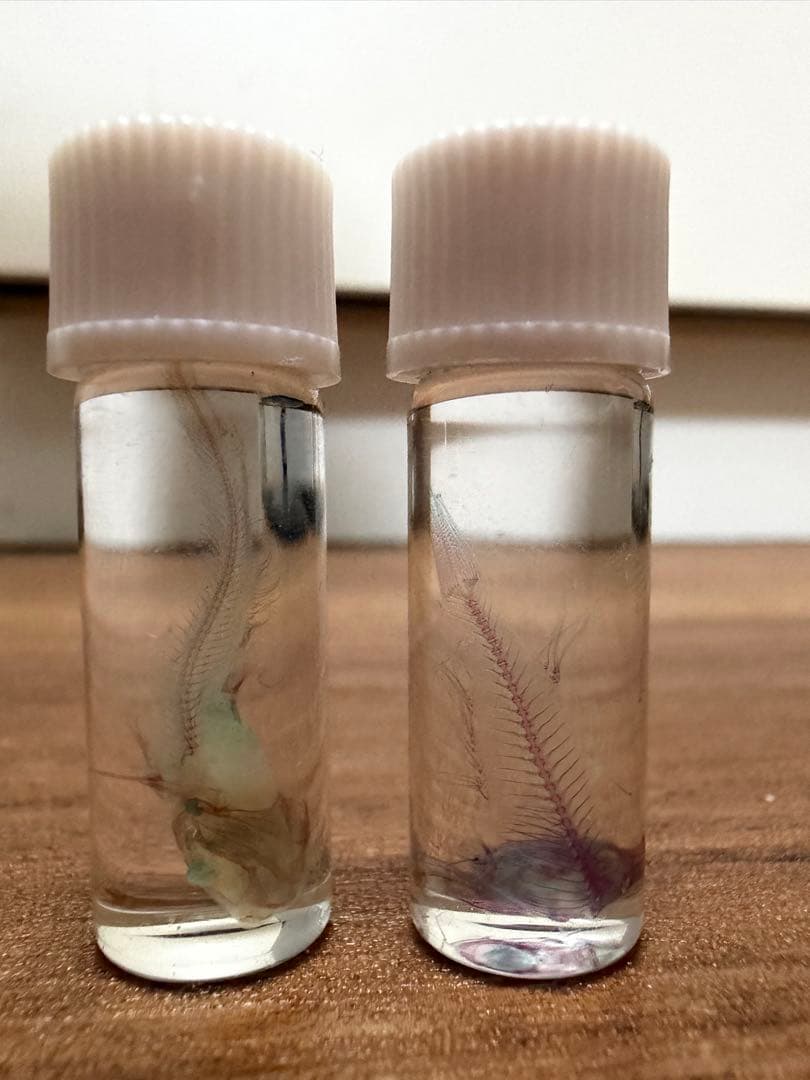 透明標本　4個セット