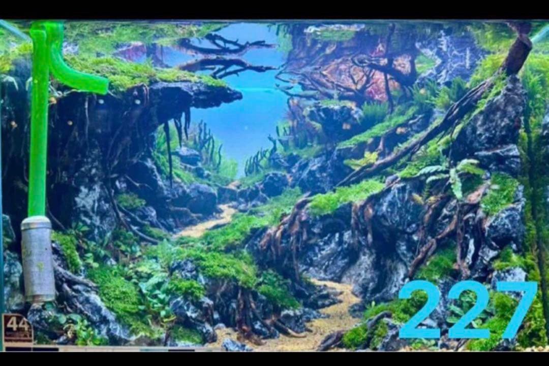 TTD 【⭐︎ ひーくん様⭐︎】【美品・数量限定】