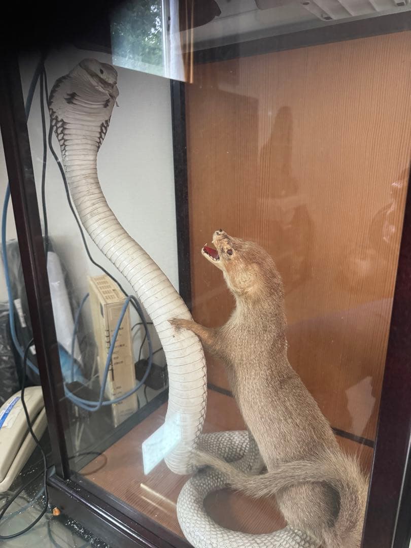 飼育用品 dry animals