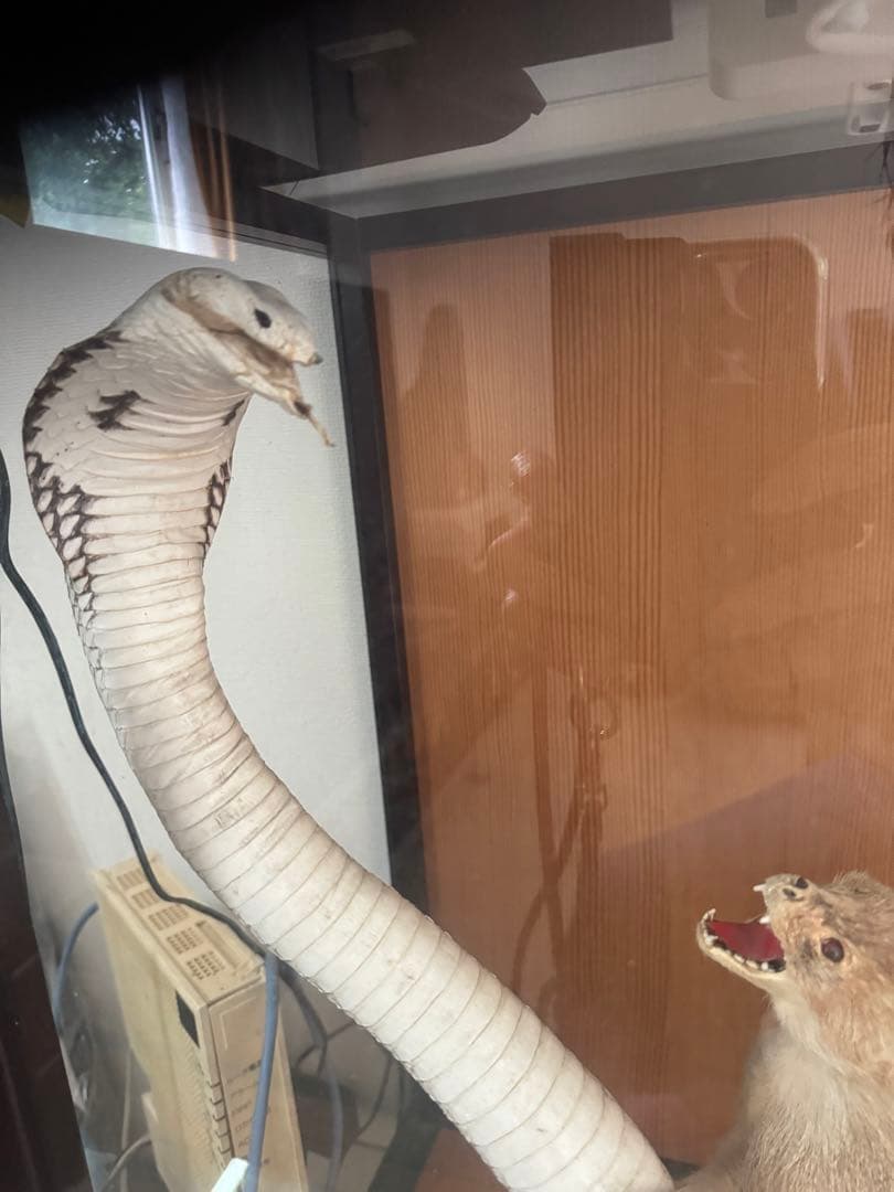 飼育用品 dry animals