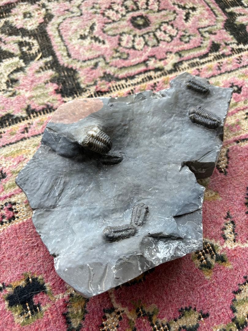 三葉虫　jorf 産　化石 標本 石