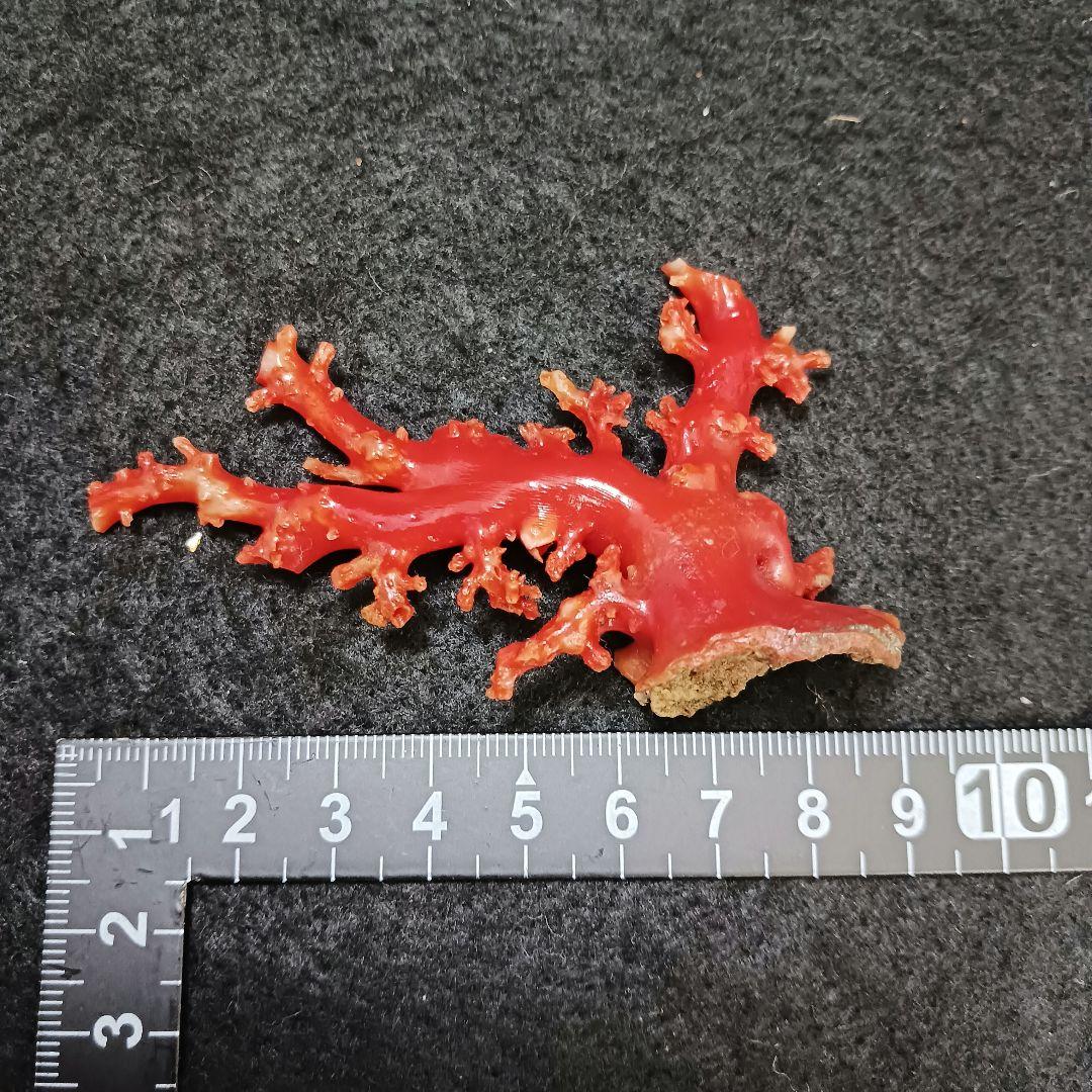 赤珊瑚 原木 枝 16点 総重量99.2g　ね