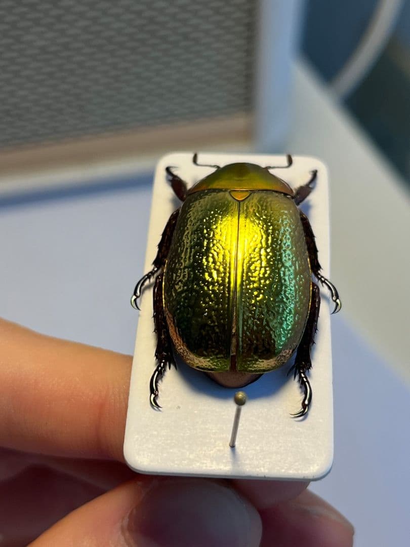 【最新作】ボウカルディプラチナコガネ Chrysina 頭が赤！昆虫標本