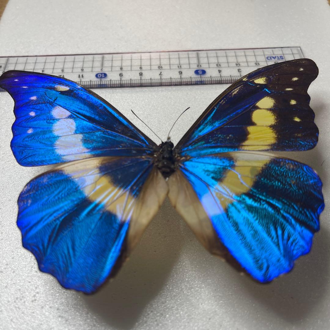 h*o様 ヘレナモルフォ蝶の標本