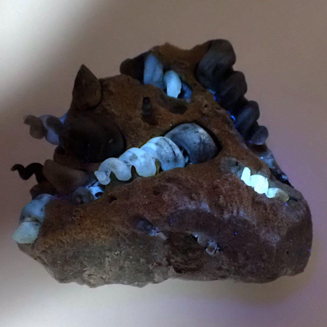 【ロシア/サラトフ産】メノウ化巻貝(月のお下がり)