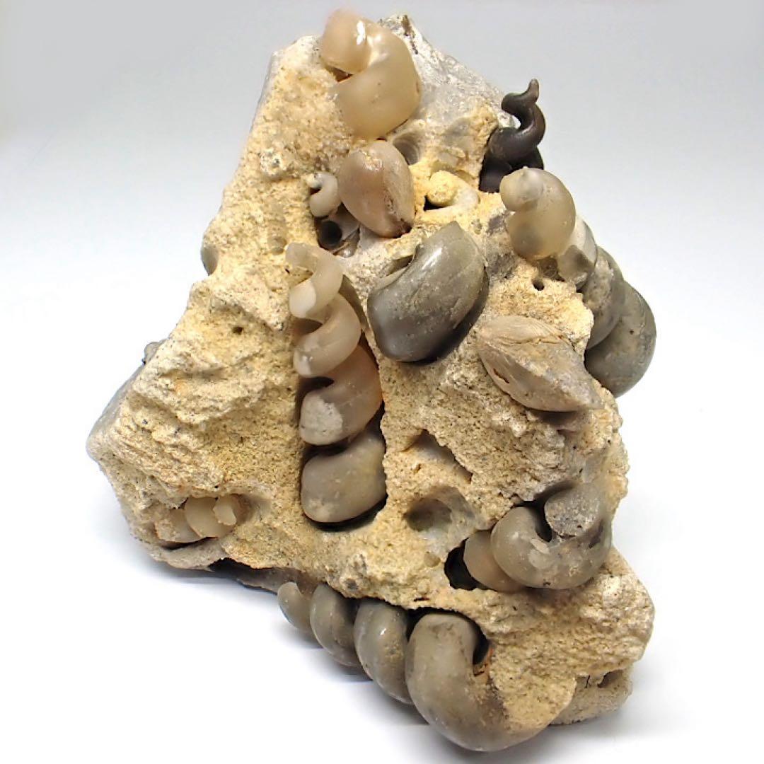 【ロシア/サラトフ産】メノウ化巻貝(月のお下がり)