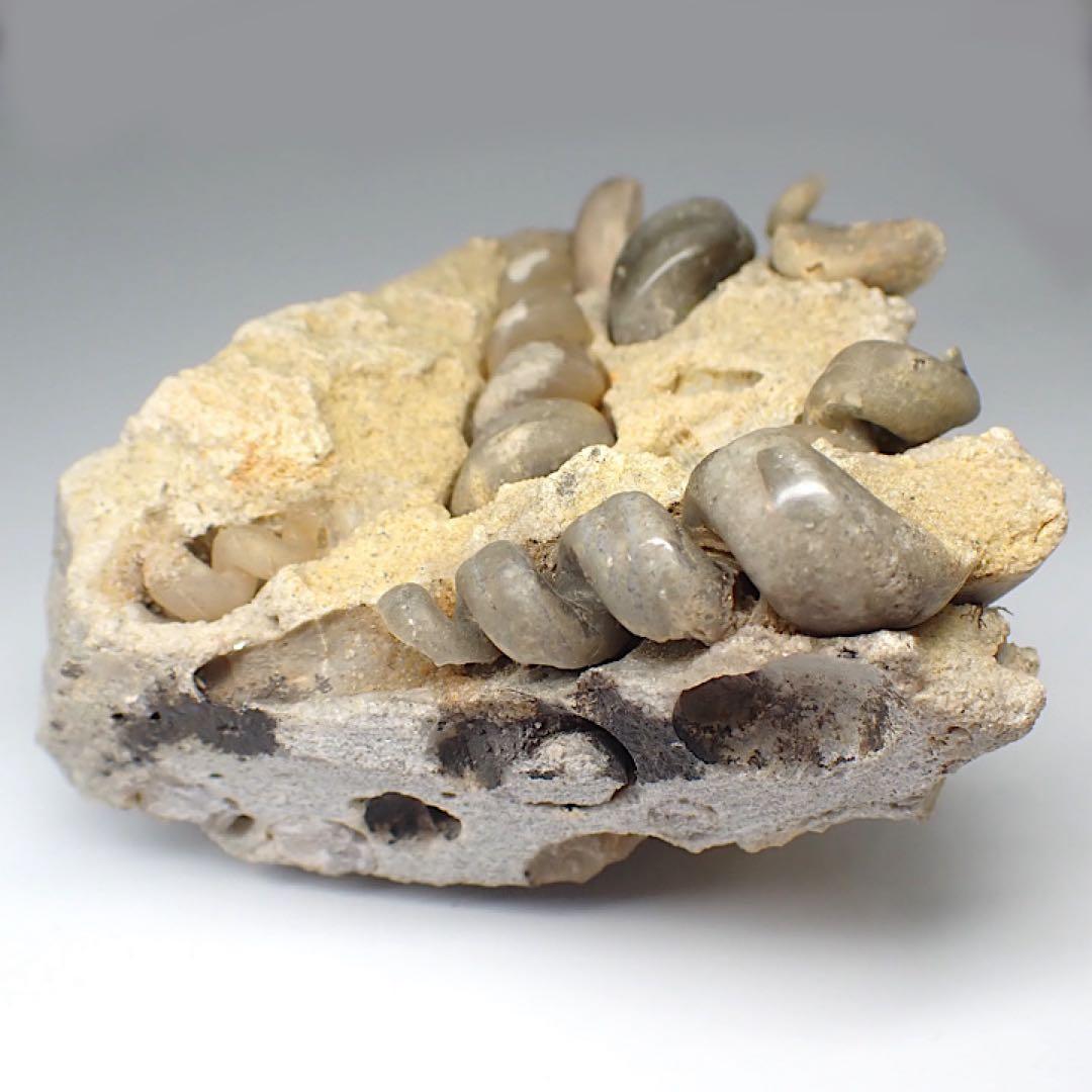 【ロシア/サラトフ産】メノウ化巻貝(月のお下がり)