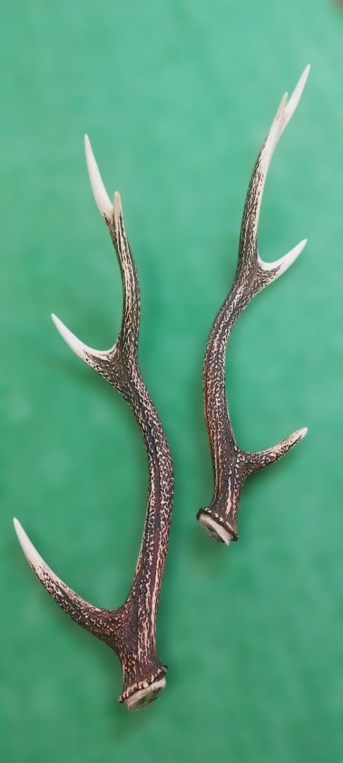 大型日本鹿の天然角 約60cm 左右 2本セット