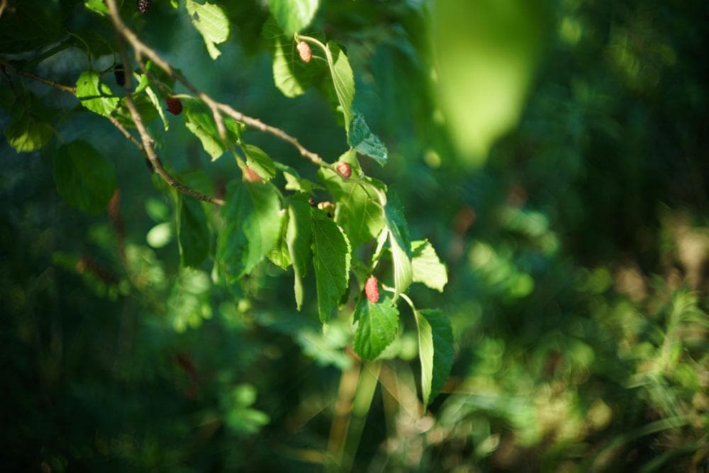 Leica M Summilux 50mm f1.4 Chrome 初期玉1st