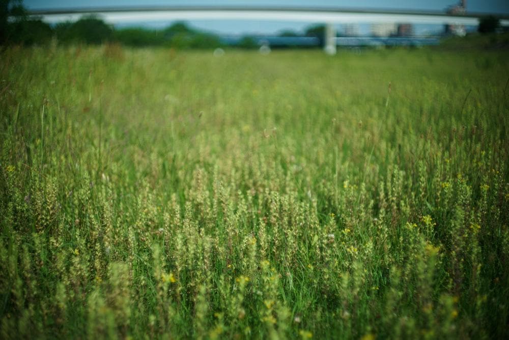 Leica M Summilux 50mm f1.4 Chrome 初期玉1st