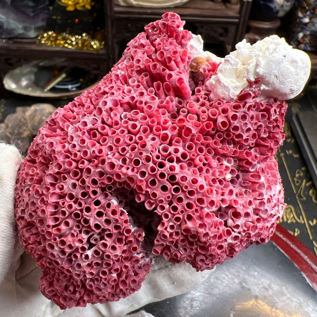 大人気 極希少 エジプト産 管状 赤珊瑚 レッド 原石 鉱物標本