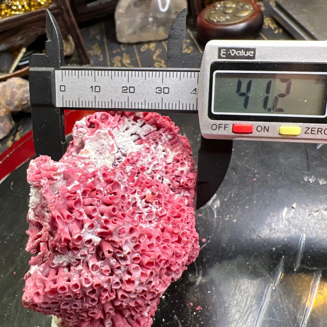 大人気 極希少 エジプト産 管状 赤珊瑚 レッド 原石 鉱物標本