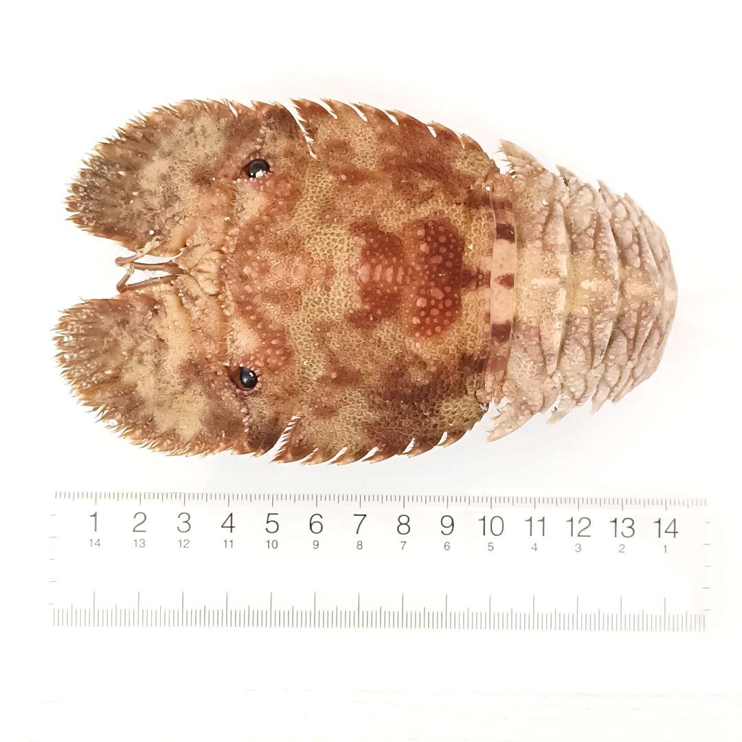 【1点物】セミエビ① 乾燥標本 色彩保存標本 関節可動