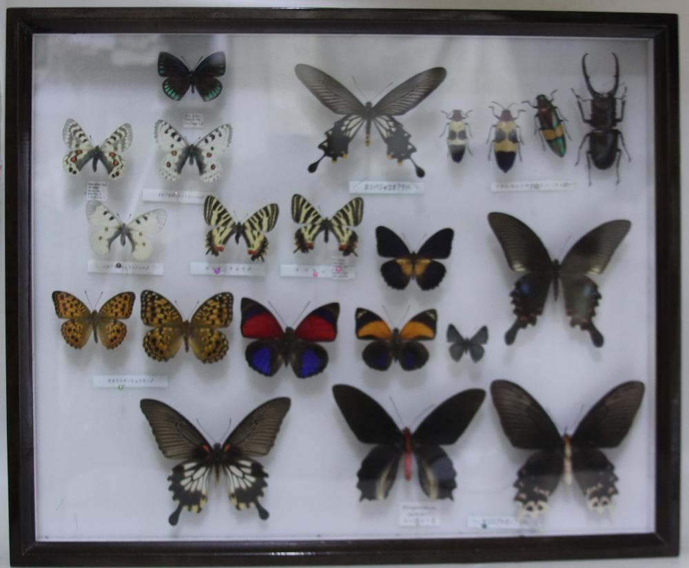 昆虫標本　51X42cm