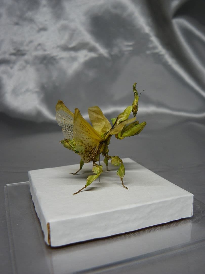 グリーンゴーストマンティス　雌　立体標本