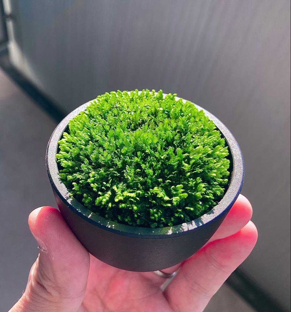 ベルベットモス ブセファランドラ 5Ø ADA Dooa 侘び草 水草 モス 苔