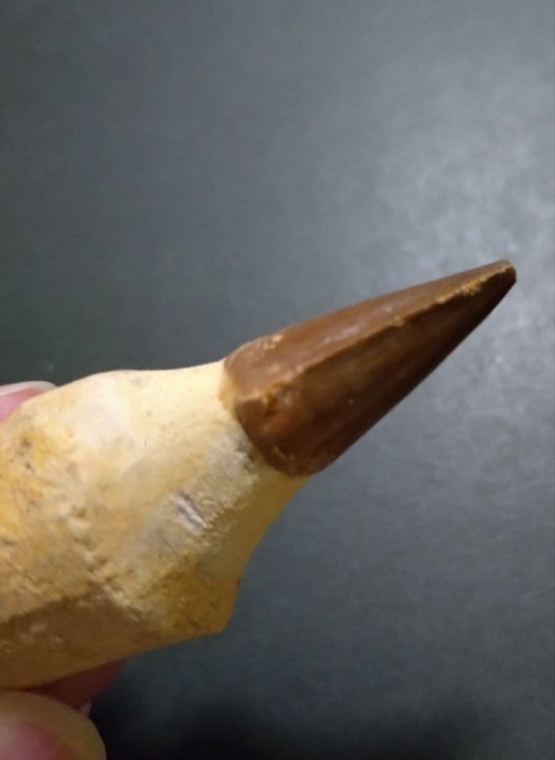 【見比べ美品】恐竜の化石 モササウルスの歯根付 ノーマルとグロビデンス