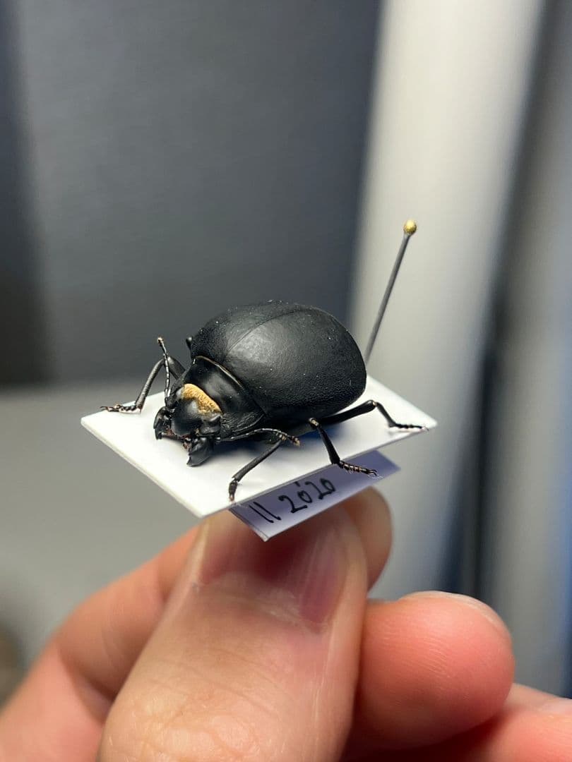 【19mm】マエガミパッツンゴミムシダマシ とんでもない甲虫 昆虫標本バケモノ