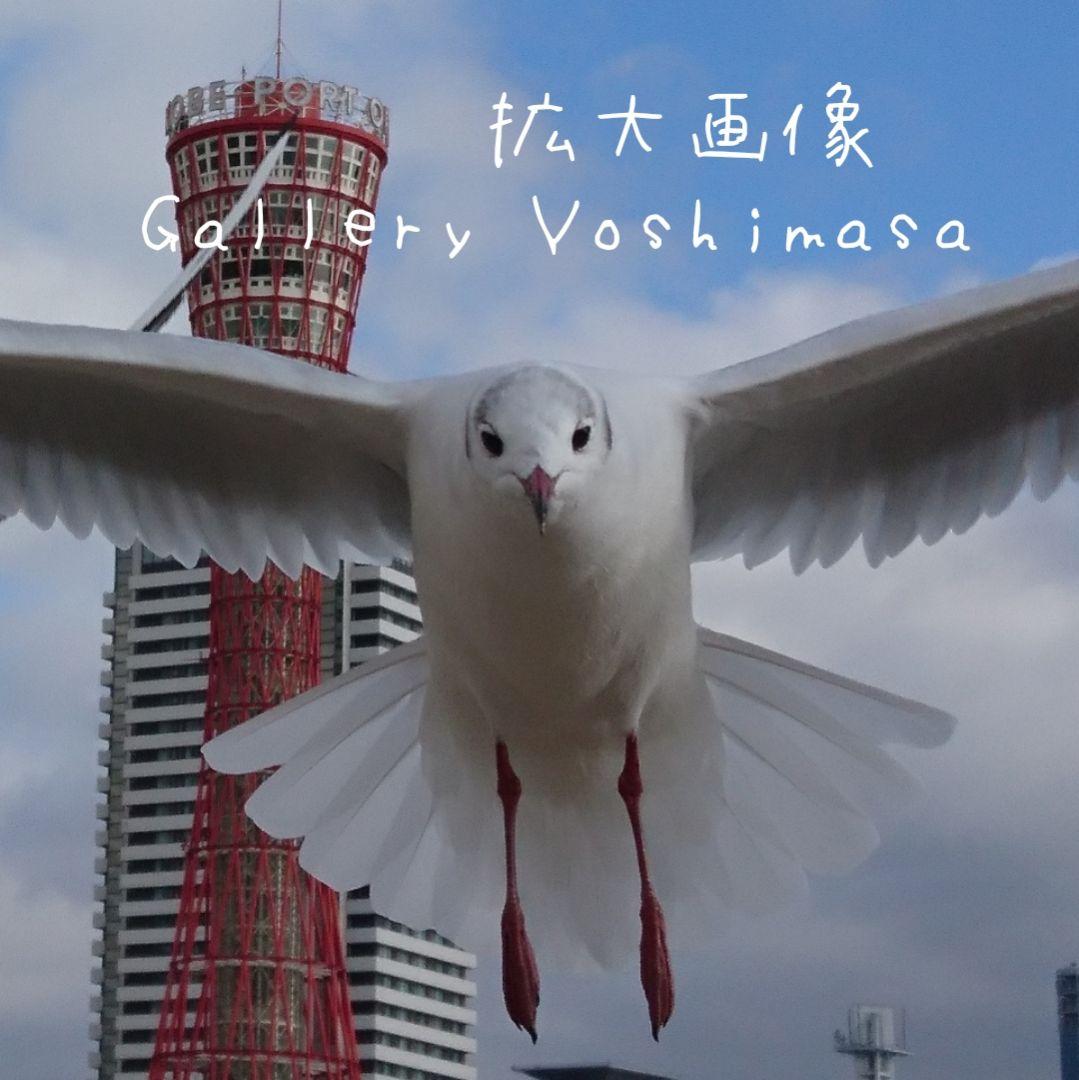 みなと神戸に咲く華 「ユリカモメ」 A3サイズ光沢写真横  写真のみ  送料無料