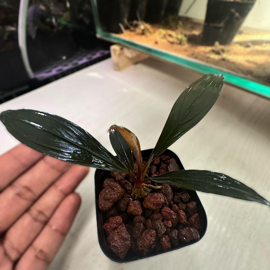 如*月様 ブセファランドラ Bucephalandra keris レアブセ