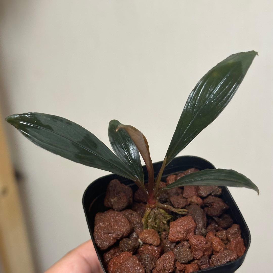 如*月様 ブセファランドラ Bucephalandra keris レアブセ